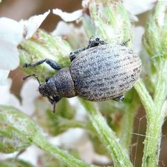 Attactagenus plumbeus