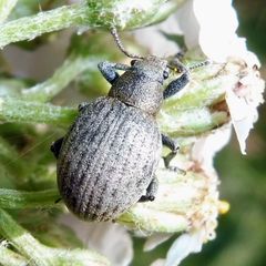 Attactagenus plumbeus