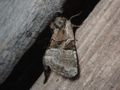 Meropleon ambifusca