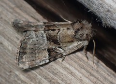 Meropleon ambifusca