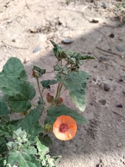 Sphaeralcea