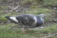 Columba livia domestica