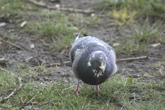 Columba livia domestica