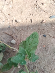 Sphaeralcea
