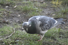 Columba livia domestica