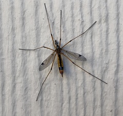 Tipula californica