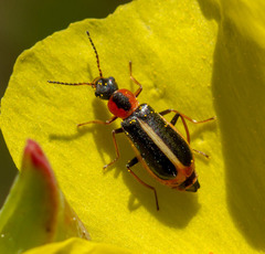 Attalus limbatus