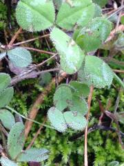 Trifolium hirtum