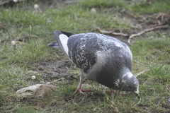 Columba livia domestica
