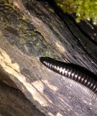 Tachypodoiulus niger