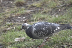 Columba livia domestica