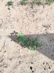 Sphaeralcea