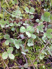 Trifolium hirtum