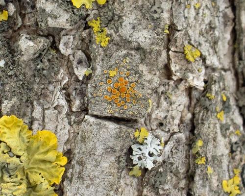 Representative image of Athallia pyracea