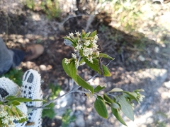 Nahuatlea hypoleuca