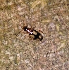 Dromius quadrimaculatus