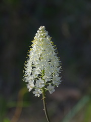 Stenanthium densum