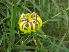 Gloriosa