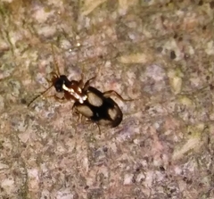 Dromius quadrimaculatus
