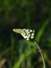 Stenanthium densum