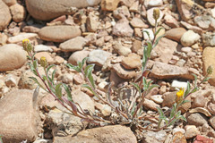 Xanthisma grindelioides grindelioides