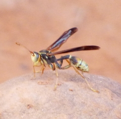 Mischocyttarus flavitarsis