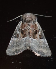Meropleon ambifusca