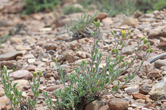 Xanthisma grindelioides grindelioides