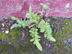 Papaver somniferum