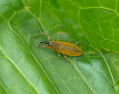 Lixus bardanae