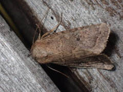 Protorthodes incincta