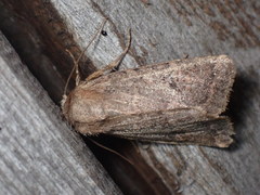 Protorthodes incincta