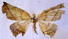 Phyllodonta