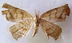 Phyllodonta