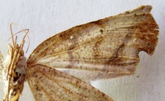Phyllodonta