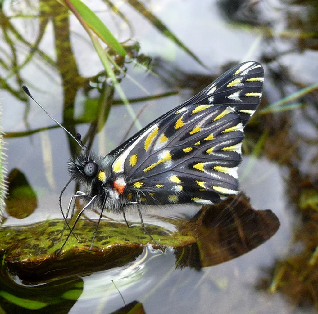 Catasticta teutila