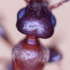 Omonadus formicarius