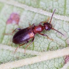 Omonadus formicarius