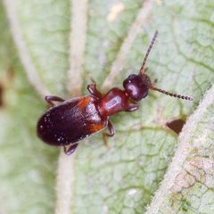 Omonadus formicarius