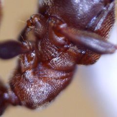 Omonadus formicarius