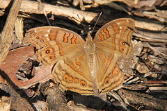 Junonia goudotii