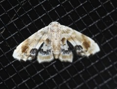 Holocryptis phasianura