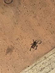 Latrodectus geometricus