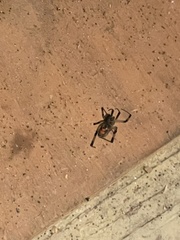 Latrodectus geometricus