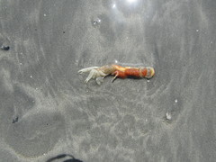 Upogebia