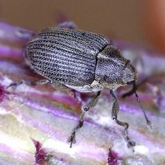 Ceutorhynchus obstrictus