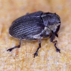 Ceutorhynchus obstrictus