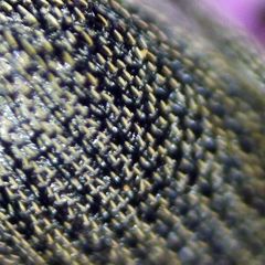 Ceutorhynchus obstrictus