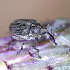 Ceutorhynchus obstrictus