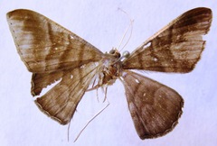 Sphacelodes vulneraria